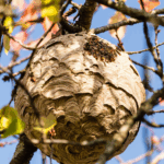eliminacion-todo-tipo-insectos