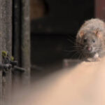 istockphoto-1385367897-612×612